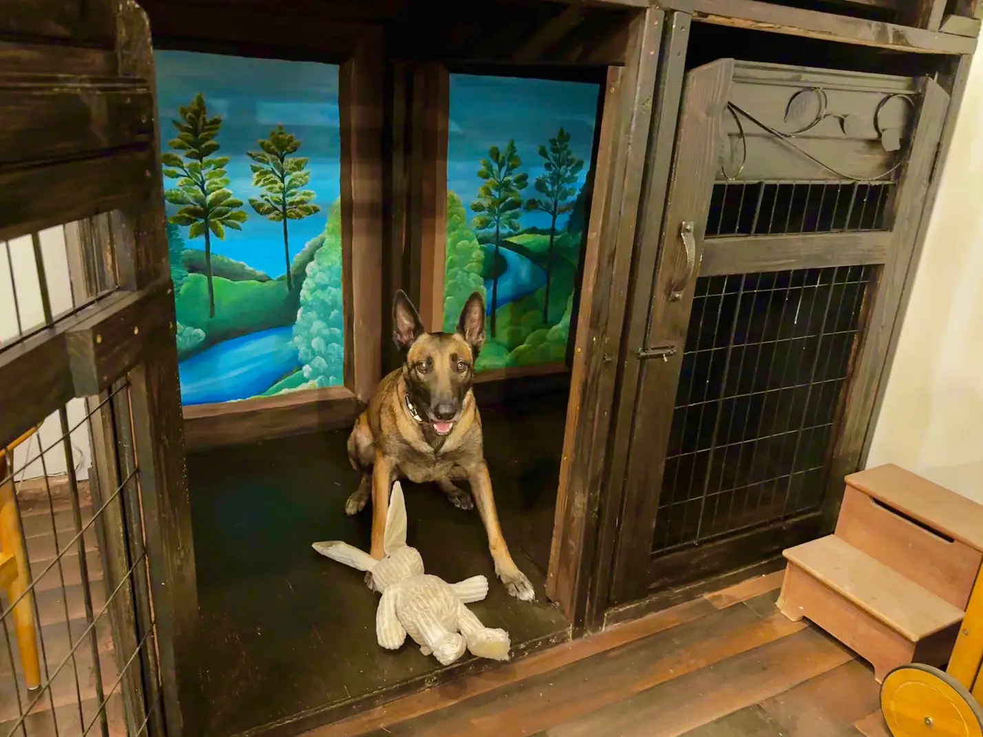 A dog inside a private custom kennel at Tiger-Lily Adventure Club