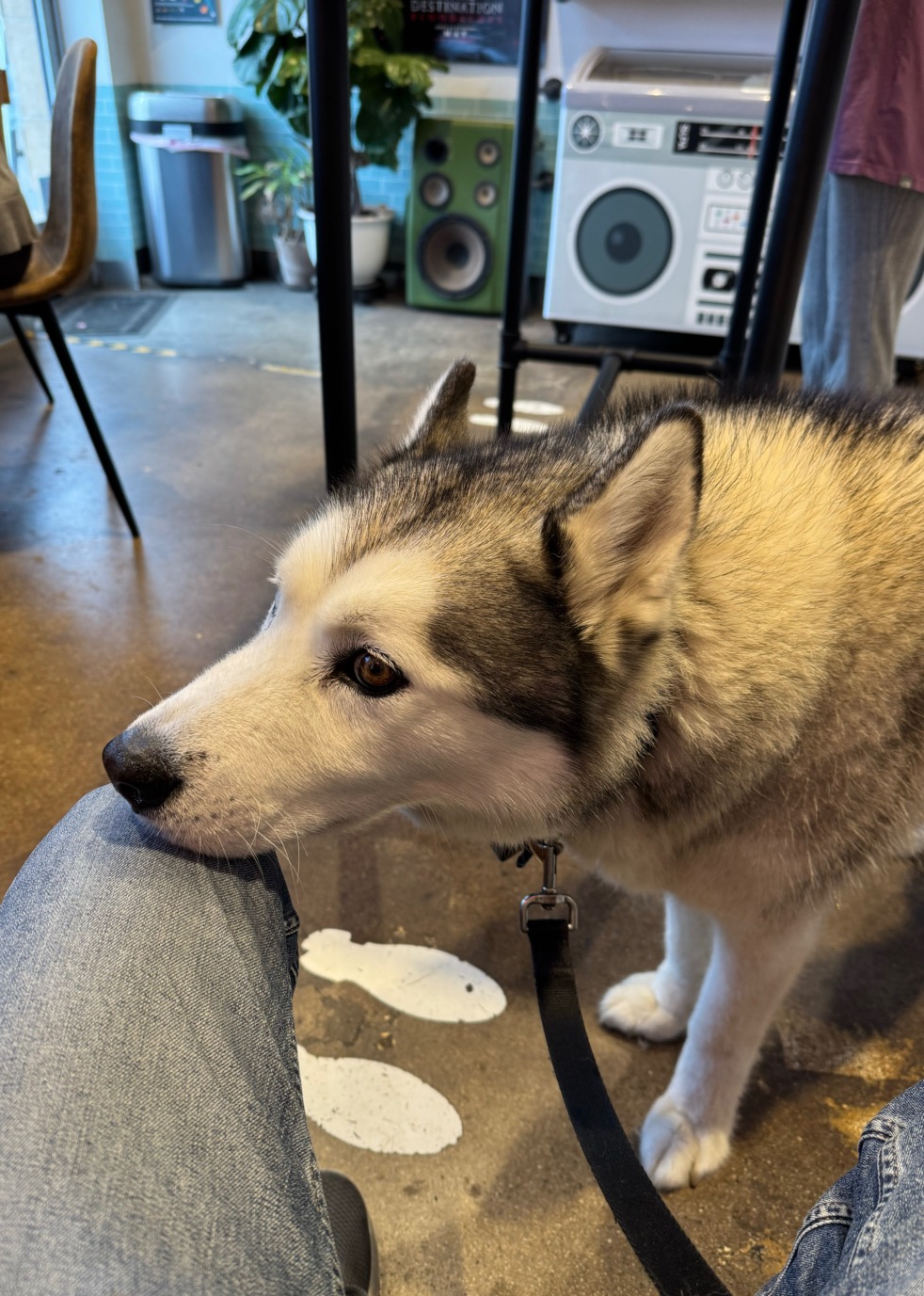 A husky resting beside Marc